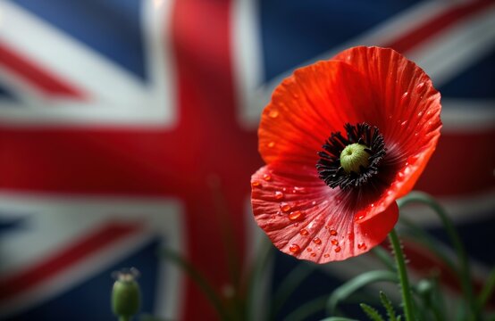 Close up photo of vibrant red poppy with water droplets on petals. Poppy remembrance day, set against blurred background of UK flag. Image evokes sense of respect, remembrance for armed forces,