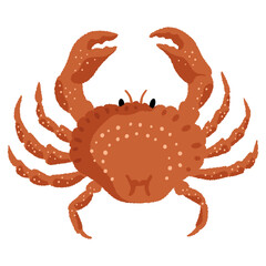 Peekytoe crab vector illustration