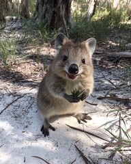 Obraz premium A quokka smiling while sitting on a sandy path, 