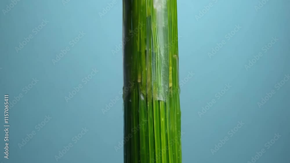 Poster bamboo serenity tilt-up video with diffused lighting and subtle shadows emphasizing the bamboo’s str