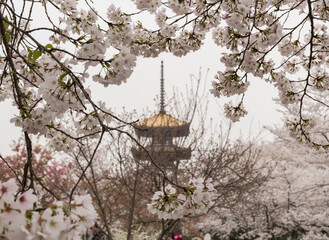 Cherry Blossom Park Pagoda in East Lake, Wuhan