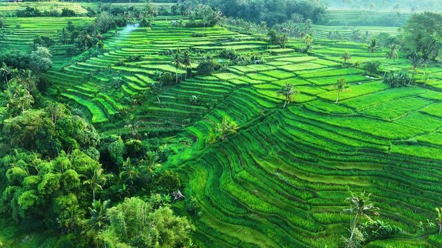 Landscape view of Jatiluwih Rice Terraces in Penebel District, Tabanan Regency, Bali, Indonesia. UNESCO's world's cultural heritage site