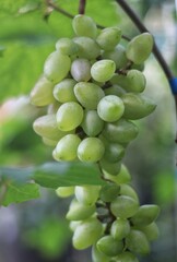 grapefruits grow in the garden