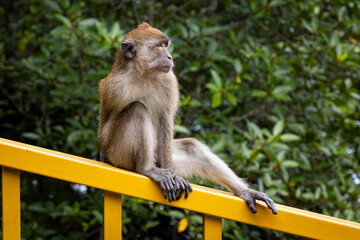Cute monkey in Langkawi Island, Malaysia.