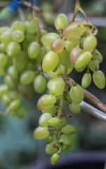 grapefruits grow in the garden
