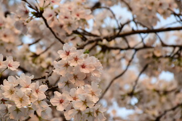 Cherry Blossoms in Spring Sunshine © MuhamamdUsman