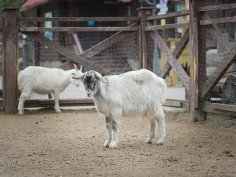 Young goat with white and gray fur stands in a fenced enclosure at a farm, another goat blurred in the background, creating a peaceful rural scene