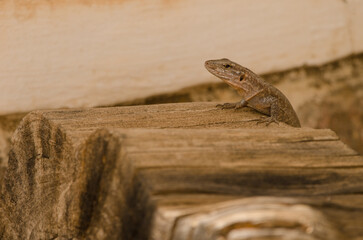 Gran Canaria giant lizard Gallotia stehlini. Female. Integral Natural Reserve of Inagua. Tejeda. Gran Canaria. Canary Islands. Spain.