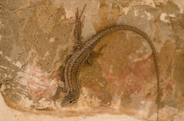 Obraz premium Gran Canaria giant lizard Gallotia stehlini. Female. Integral Natural Reserve of Inagua. Tejeda. Gran Canaria. Canary Islands. Spain.