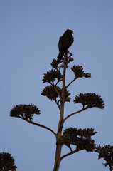 Female common kestrel Falco tinnunculus canariensis on a stalk of century plant Agave americana. Tejeda. Gran Canaria. Canary Islands. Spain.