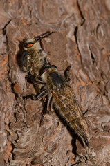 Robber fly Promachus latitarsatus feeding on another fly of the same species. The Nublo Rural Park. Tejeda. Gran Canaria. Canary Islands. Spain.