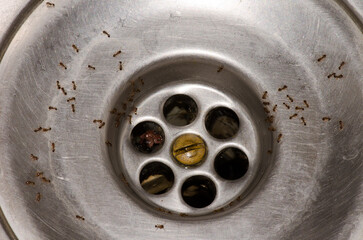 Ants Tetramorium bicarinatum in a kitchen sink. Cruz de Pajonales. Tejeda. Gran Canaria. Canary...