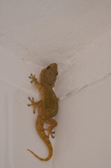 Boettger's wall gecko Tarentola boettgeri boettgeri. Cruz de Pajonales. Tejeda. Gran Canaria. Canary Islands. Spain.