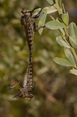 Robber flies Promachus latitarsatus copulating. The Nublo Rural Park. Tejeda. Gran Canaria. Canary Islands. Spain.