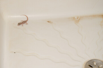 Boettger's wall gecko Tarentola boettgeri boettgeri trapped in a shower tray. Cruz de Pajonales. Tejeda. Gran Canaria. Canary Islands. Spain.