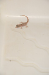 Boettger's wall gecko Tarentola boettgeri boettgeri trapped in a shower tray. Cruz de Pajonales. Tejeda. Gran Canaria. Canary Islands. Spain.