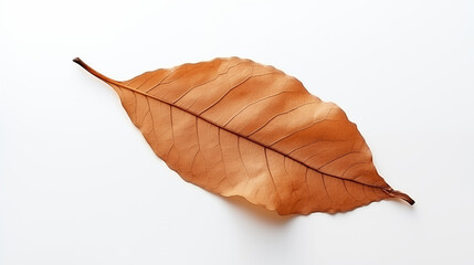 red maple leaf  in autumn on a white background