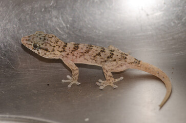 Boettger's wall gecko Tarentola boettgeri boettgeri. Juvenile trapped in a kitchen sink. Cruz de Pajonales. Tejeda. Gran Canaria. Canary Islands. Spain.