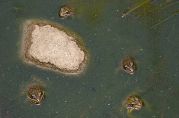 Perez's frogs Pelophylax perezi. Integral Natural Reserve of Inagua. Gran Canaria. Canary Islands. Spain.