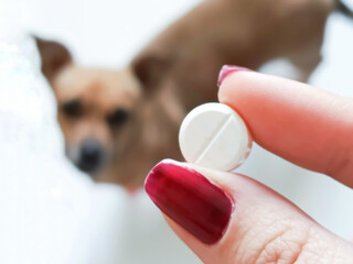 A woman's hand holds an antiparasitic tablet for dogs, in the background is a red dog. Treatment of pets from parasites, worms, helminths. Ascaris in dogs. Enteritis, gastritis, poisoning in dogs.