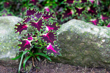 Ornamental plant Solenostemon scutellarioides (Coleus x hybridus) with vibrant purple and green leaves in a rustic garden. Perfect for landscaping, botany, and natural decoration projects.