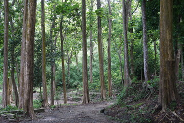 path in the forest