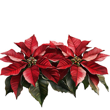 red poinsettia plant on white background clip art preview