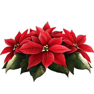 recommend clip art: Poinsettia flower isolated on transparent background png