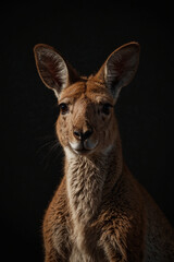 Fototapeta premium Expressive portrait kangaroo. Animal. Close-up captures character and personality. Ideal for nature lovers, pets and wildlife