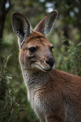 Fototapeta premium Expressive portrait kangaroo. Animal. Close-up captures character and personality. Ideal for nature lovers, pets and wildlife