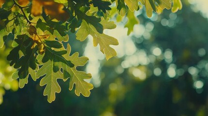 Sunlit oak leaves in autumn forest.