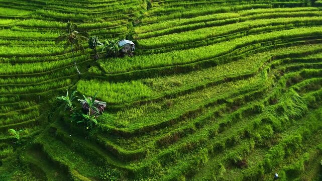 Landscape view of Jatiluwih Rice Terraces in Penebel District, Tabanan Regency, Bali, Indonesia. UNESCO's world's cultural heritage site