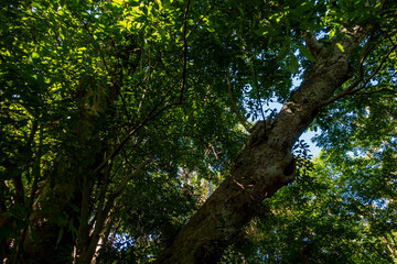 The Chanod or Chanot Tree is a gigantic palm-like tree found at Wat Kham Chanot in Wang Nakhin, believed to be the dwelling of the great Sri Suttho Naga and a significant Buddhist site in the Issan re
