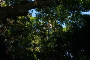 The Chanod or Chanot Tree is a gigantic palm-like tree found at Wat Kham Chanot in Wang Nakhin, believed to be the dwelling of the great Sri Suttho Naga and a significant Buddhist site in the Issan re