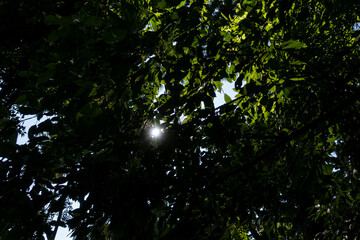 The Chanod or Chanot Tree is a gigantic palm-like tree found at Wat Kham Chanot in Wang Nakhin, believed to be the dwelling of the great Sri Suttho Naga and a significant Buddhist site in the Issan re