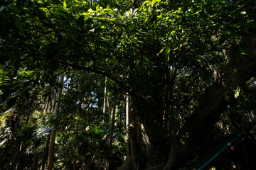 The Chanod or Chanot Tree is a gigantic palm-like tree found at Wat Kham Chanot in Wang Nakhin, believed to be the dwelling of the great Sri Suttho Naga and a significant Buddhist site in the Issan re