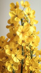Fototapeta premium Rapeseed flowers with details.