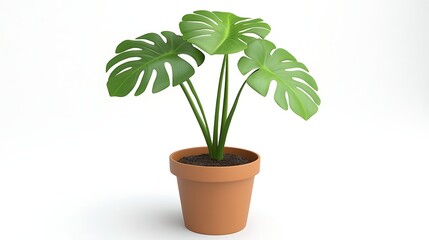 Obraz premium Monstera Deliciosa Plant in Terracotta Pot Houseplant Indoor Plant