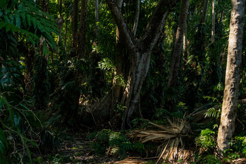 The Chanod or Chanot Tree is a gigantic palm-like tree found at Wat Kham Chanot in Wang Nakhin, believed to be the dwelling of the great Sri Suttho Naga and a significant Buddhist site in the Issan re
