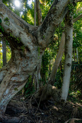 The Chanod or Chanot Tree is a gigantic palm-like tree found at Wat Kham Chanot in Wang Nakhin, believed to be the dwelling of the great Sri Suttho Naga and a significant Buddhist site in the Issan re