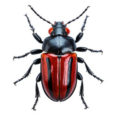 black and red beetle with eight legs and antennae on a transparent background