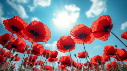 Obraz premium Red poppies blooming in a field under a bright summer sun against a blue sky with white clouds
