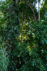 The Chanod or Chanot Tree is a gigantic palm-like tree found at Wat Kham Chanot in Wang Nakhin, believed to be the dwelling of the great Sri Suttho Naga and a significant Buddhist site in the Issan re