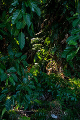 The Chanod or Chanot Tree is a gigantic palm-like tree found at Wat Kham Chanot in Wang Nakhin, believed to be the dwelling of the great Sri Suttho Naga and a significant Buddhist site in the Issan re