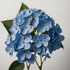 A blue hydrangea flower with delicate petals isolated on white.