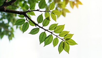 Obraz premium Green leaves on tree branch against white background. Fresh leaves on branch well lit by natural light. Sunny day. Outdoor nature scene. Simple eco friendly image. Suitable for spring, summer,