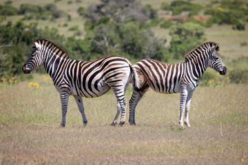 Pair of Warthogs in a clearing in the African bush in Addo National Park, South Africa