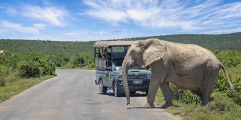 Large African Elephant walking  in front of Safari vehicle in Addo National Park, South Africa.