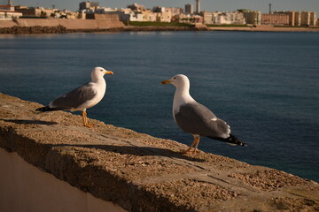 Seagulls on the coast of an old Spanish town