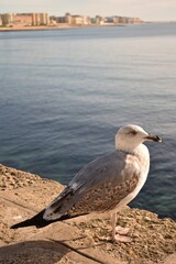 Seagull on the coast of an old Spanish town